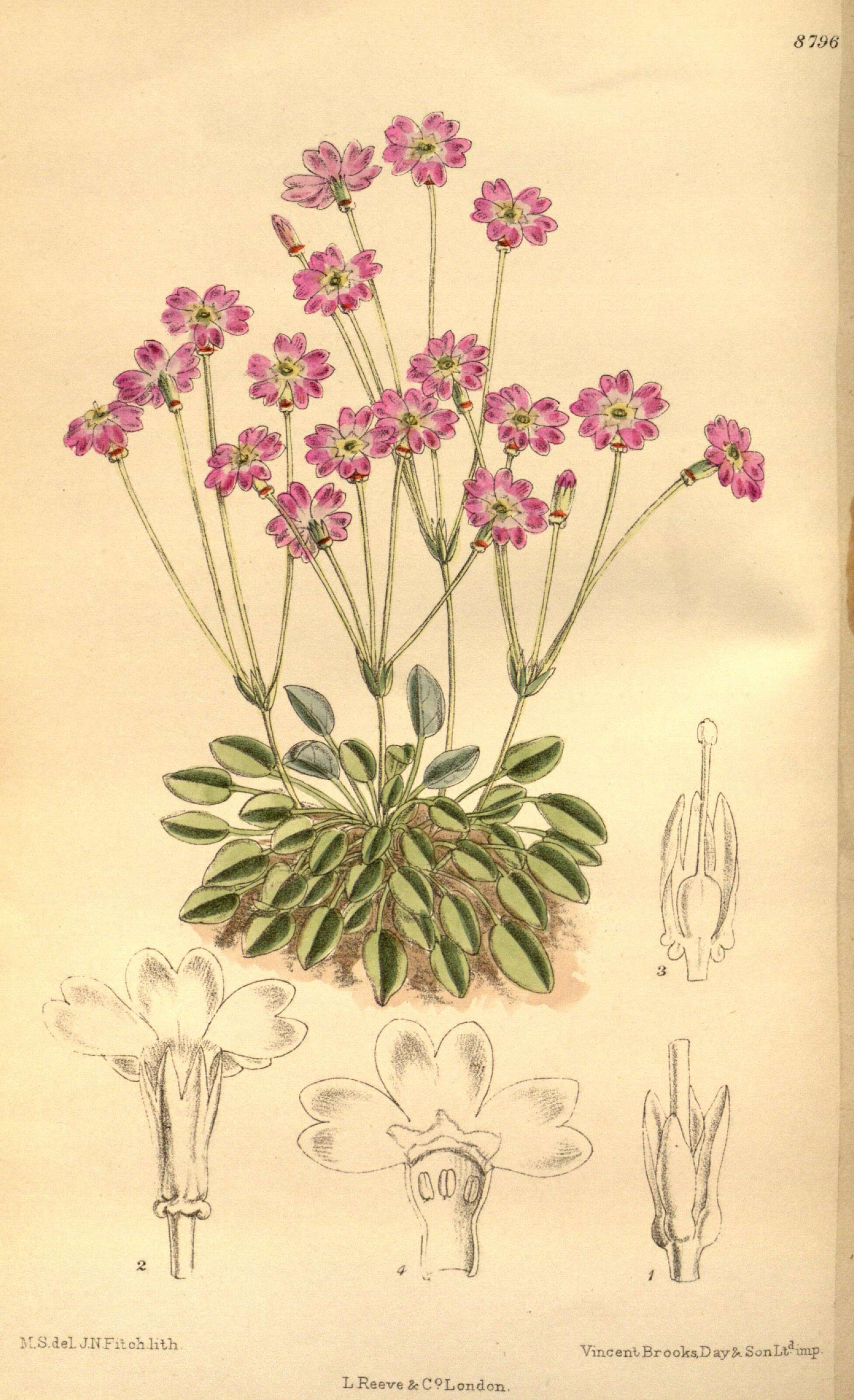 Primula tibetica Watt resmi