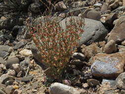 Imagem de Eriogonum nidularium Coville