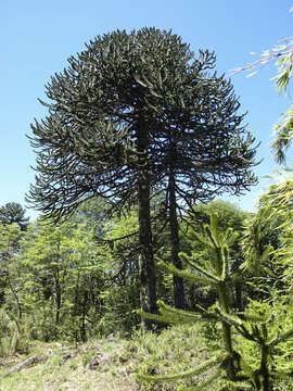 Image of Araucaria