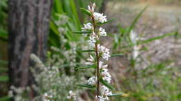 Image of Leucopogon ericoides (Sm.) R. Br.