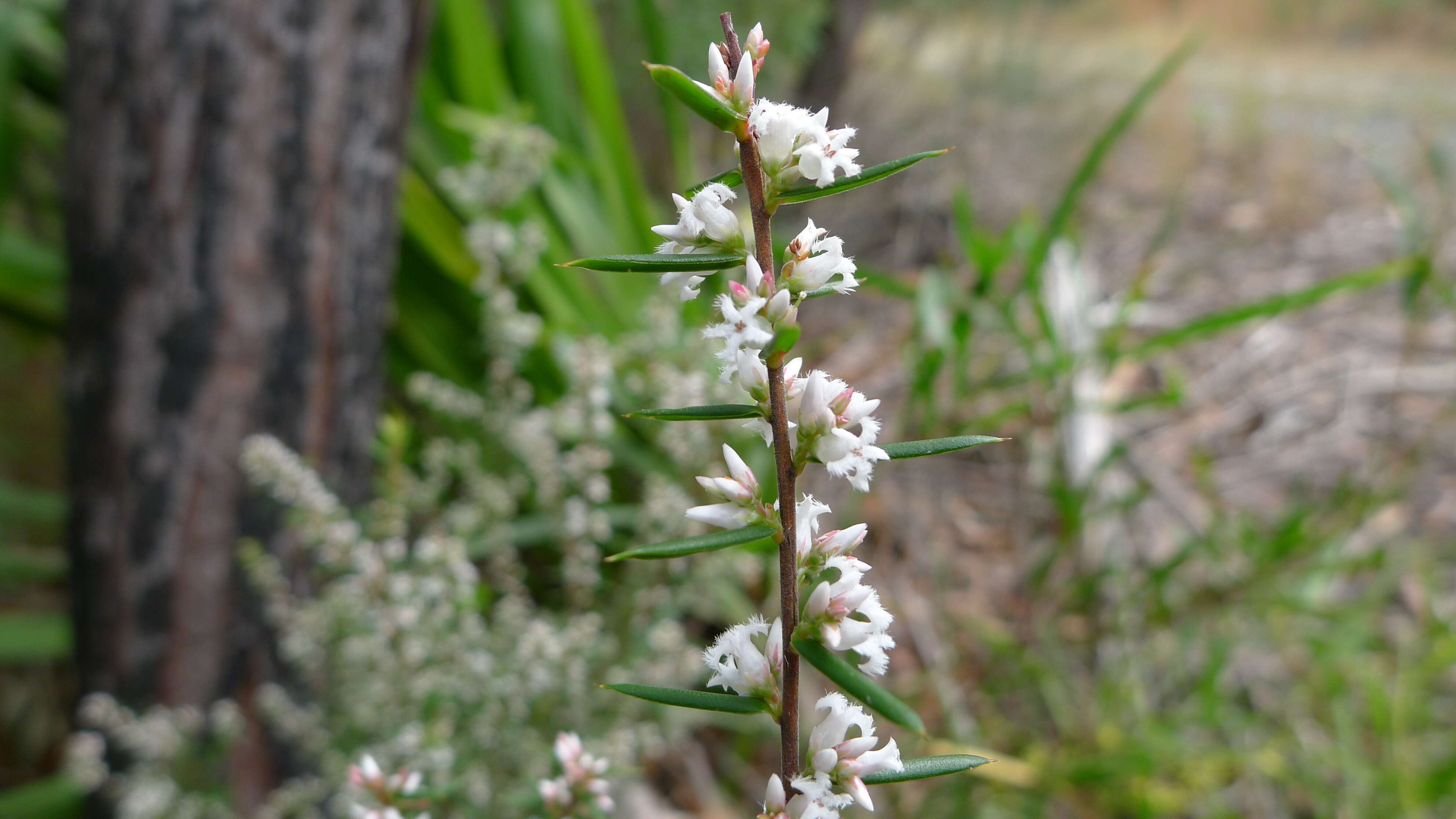 Image of Leucopogon ericoides (Sm.) R. Br.