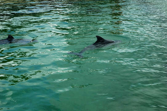 Image of Common porpoises