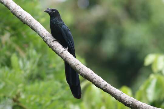 Image de Crotophaga Linnaeus 1758