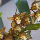 Image of Cymbidium schroederi Rolfe