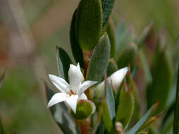 Image of Brachyloma ciliatum (R. Br.) Benth.