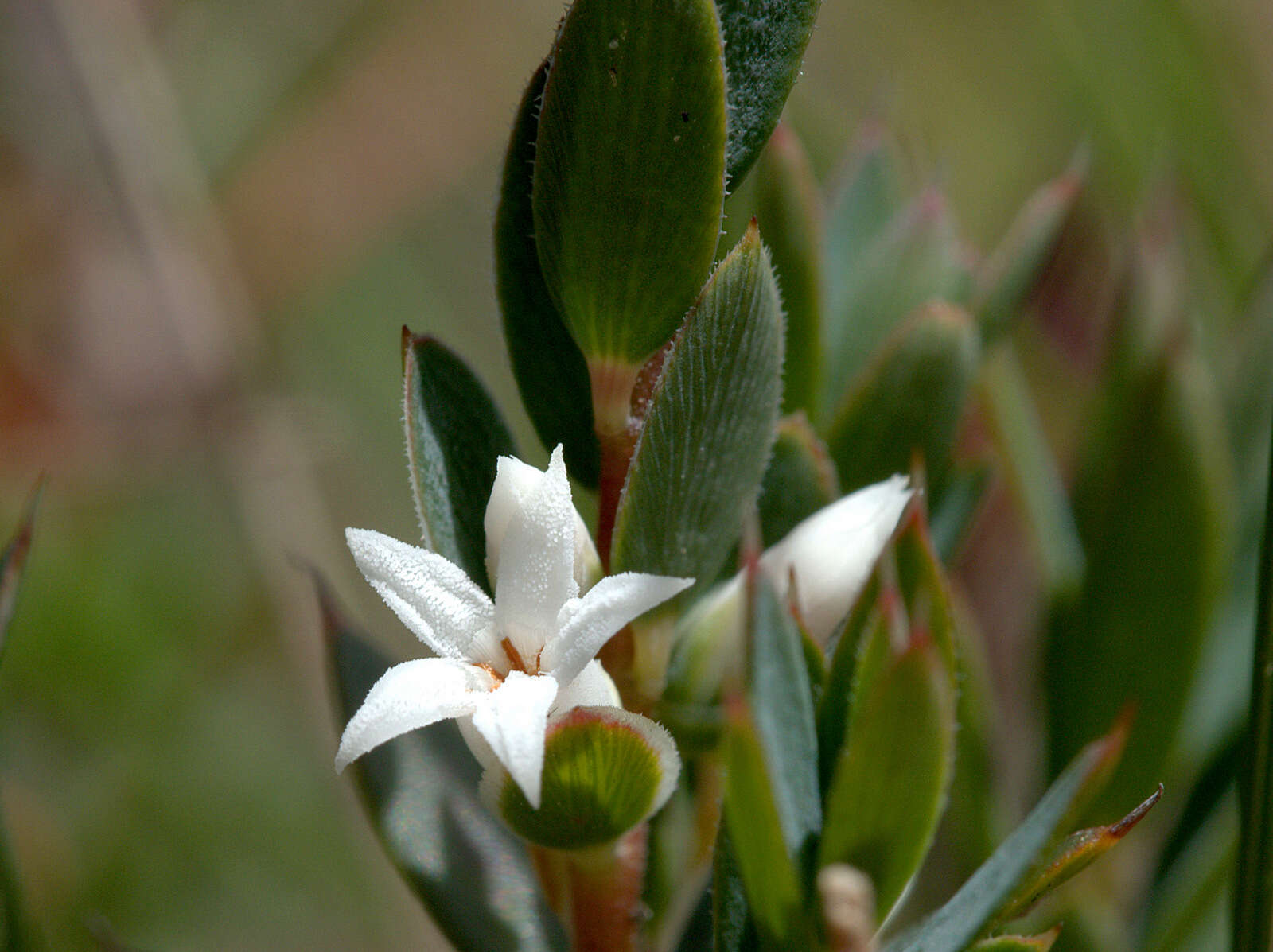 Image of Brachyloma ciliatum (R. Br.) Benth.