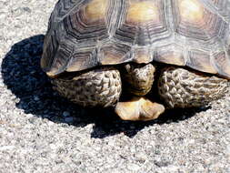 Image of Gopher Tortoises