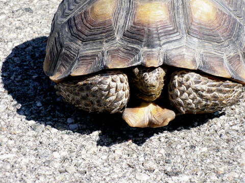 Image of desert tortoise