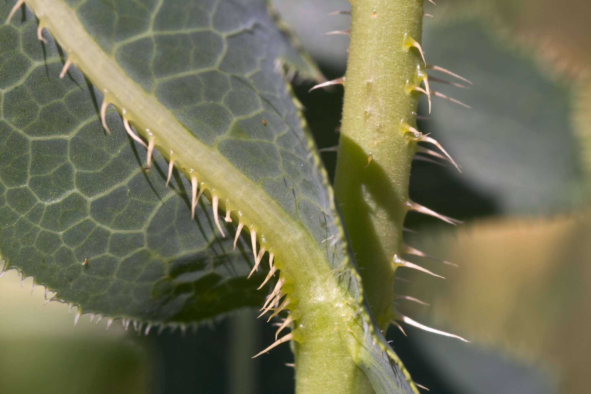 Image of prickly lettuce