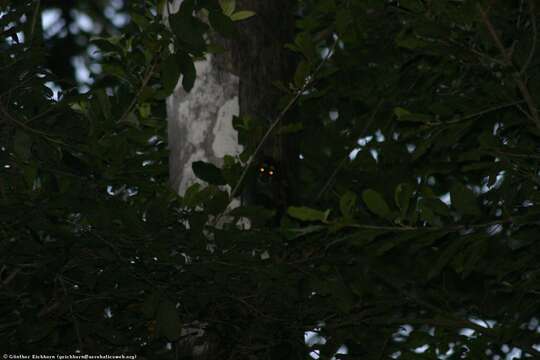 Image of Colombian Gray Night Monkey