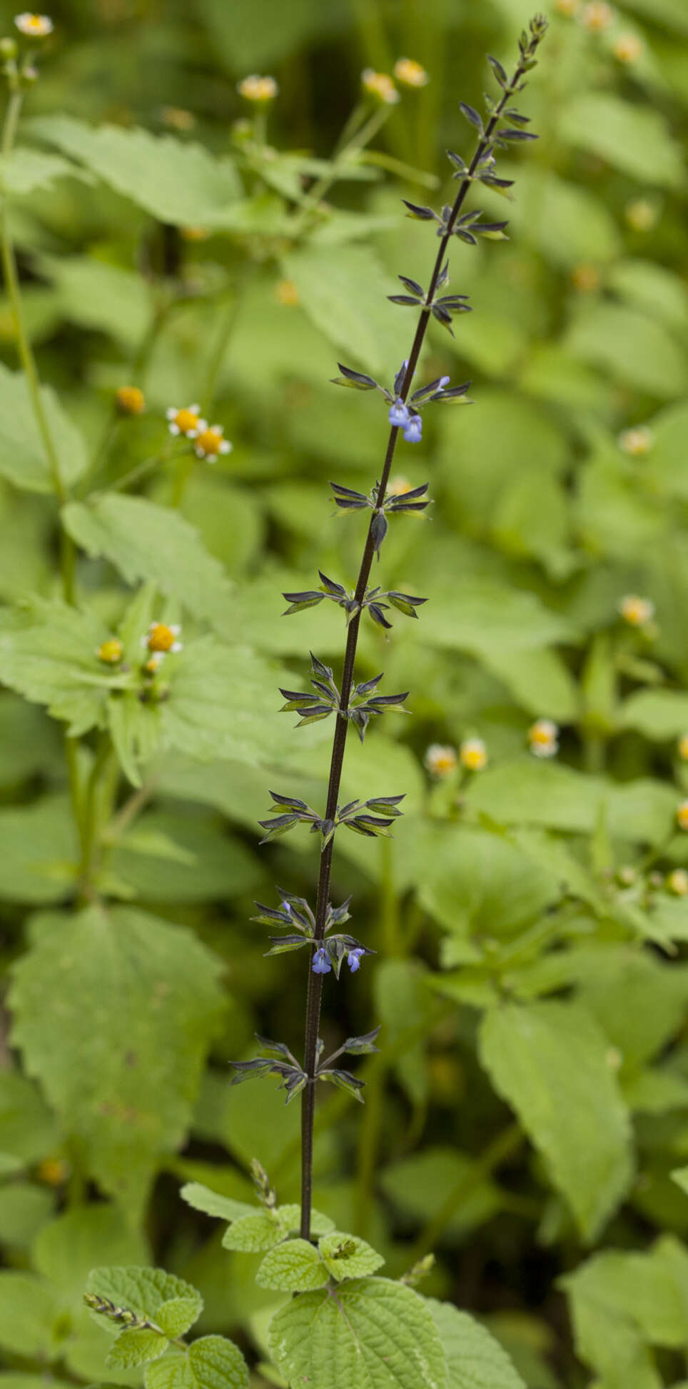 Imagem de Salvia tiliifolia Vahl