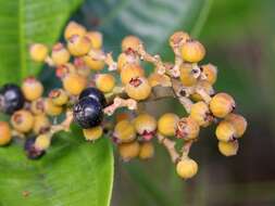 Image of Miconia fallax DC.