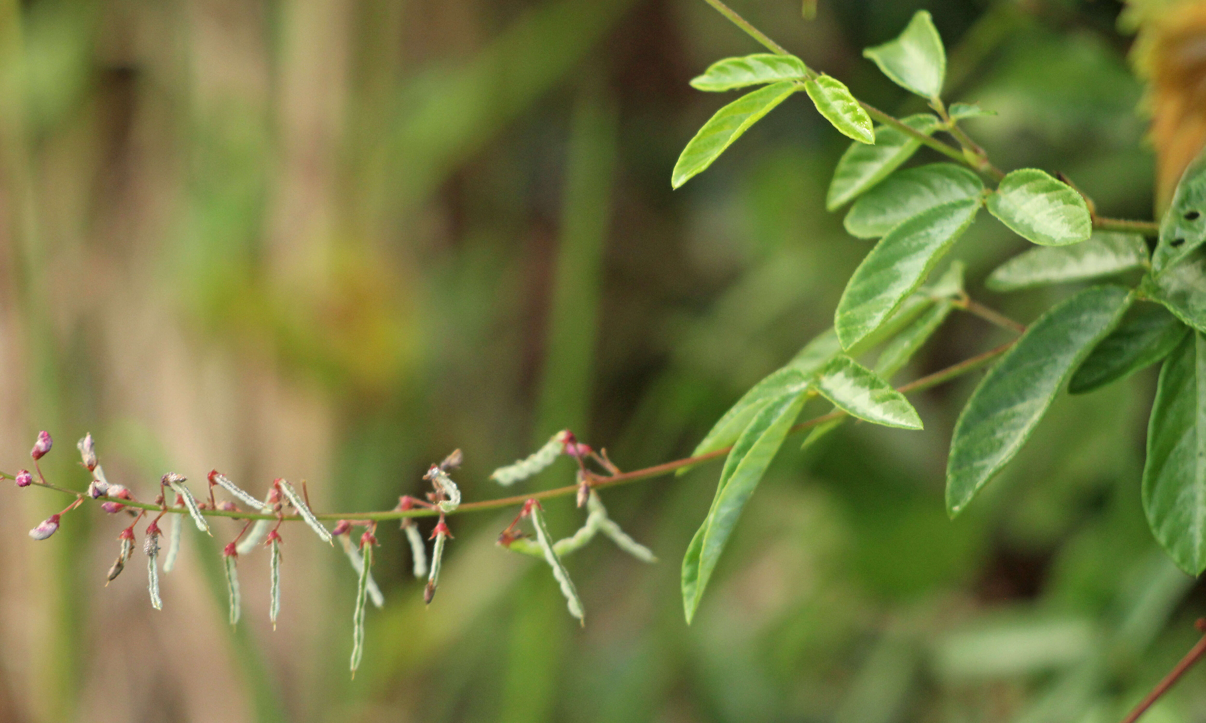 Image of ticktrefoil