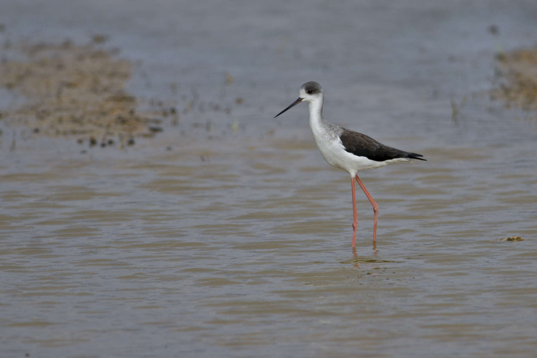 Image of Black-winged Stilt