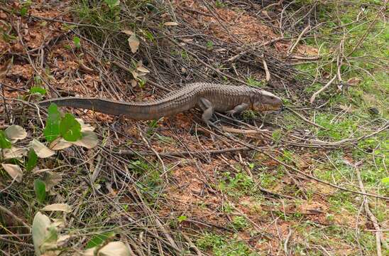 Image of Paraguay Caiman Lizard