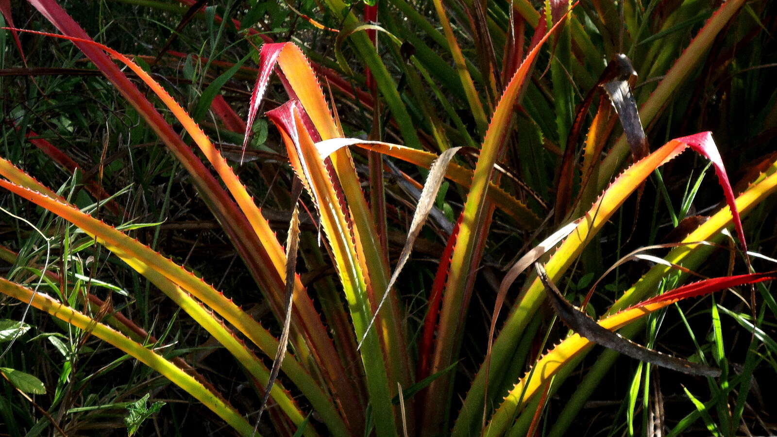 Image of Bromelia unaensis Leme & Scharf