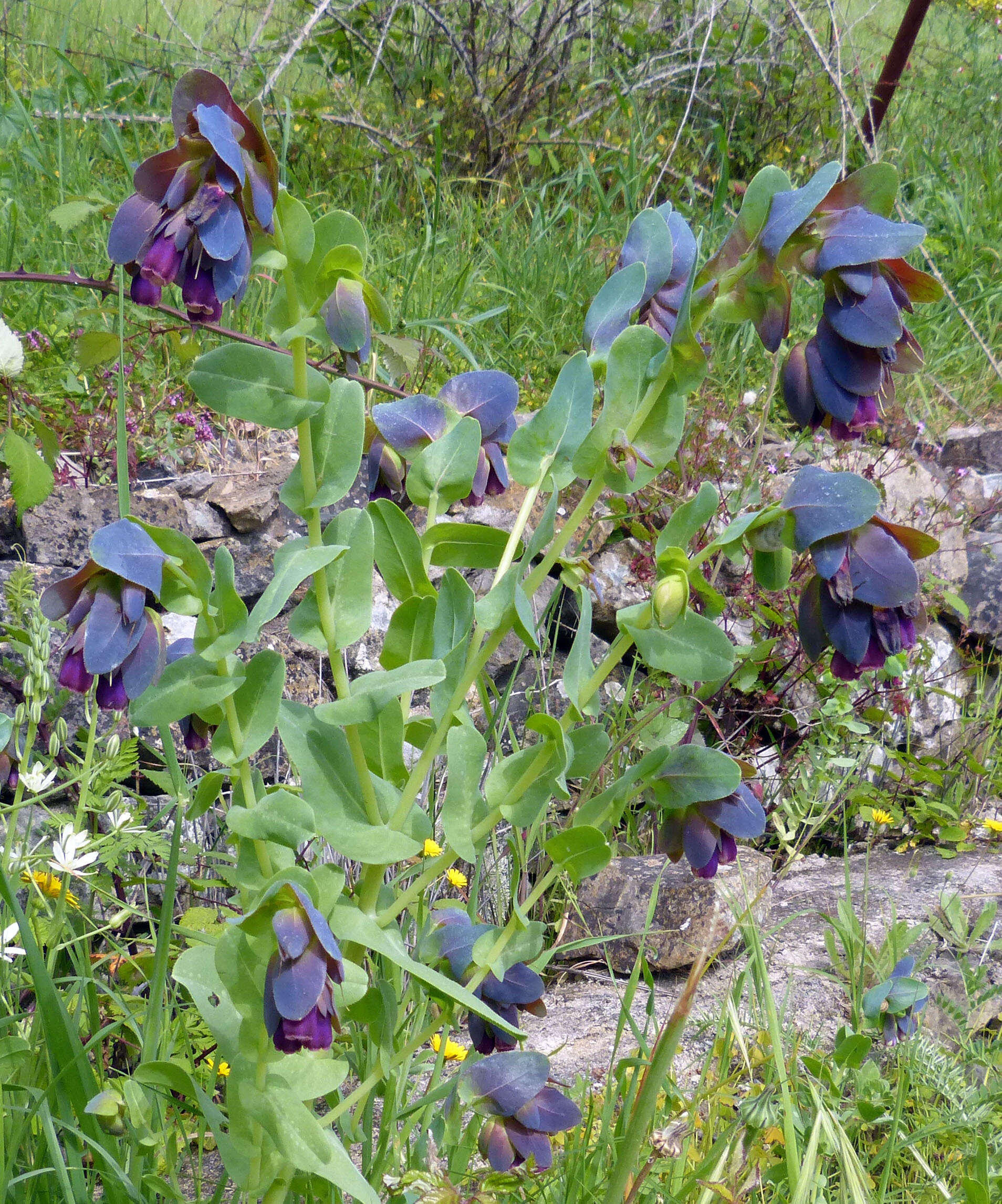 Image of honeywort