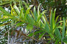 Image of Bactris glaucescens Drude