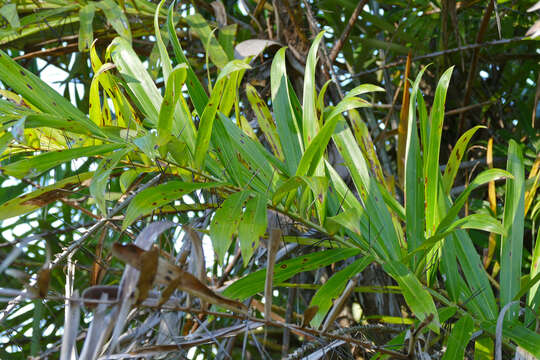 Image of Bactris glaucescens Drude