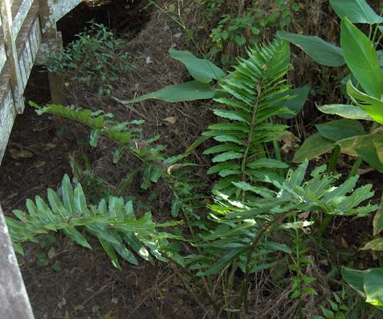 Image of giant leather fern