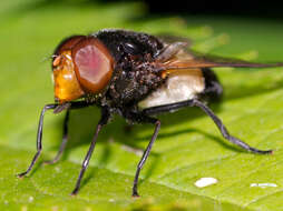 Image of gread pied hoverfly