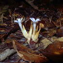 Image of Voyria obconica Prog.