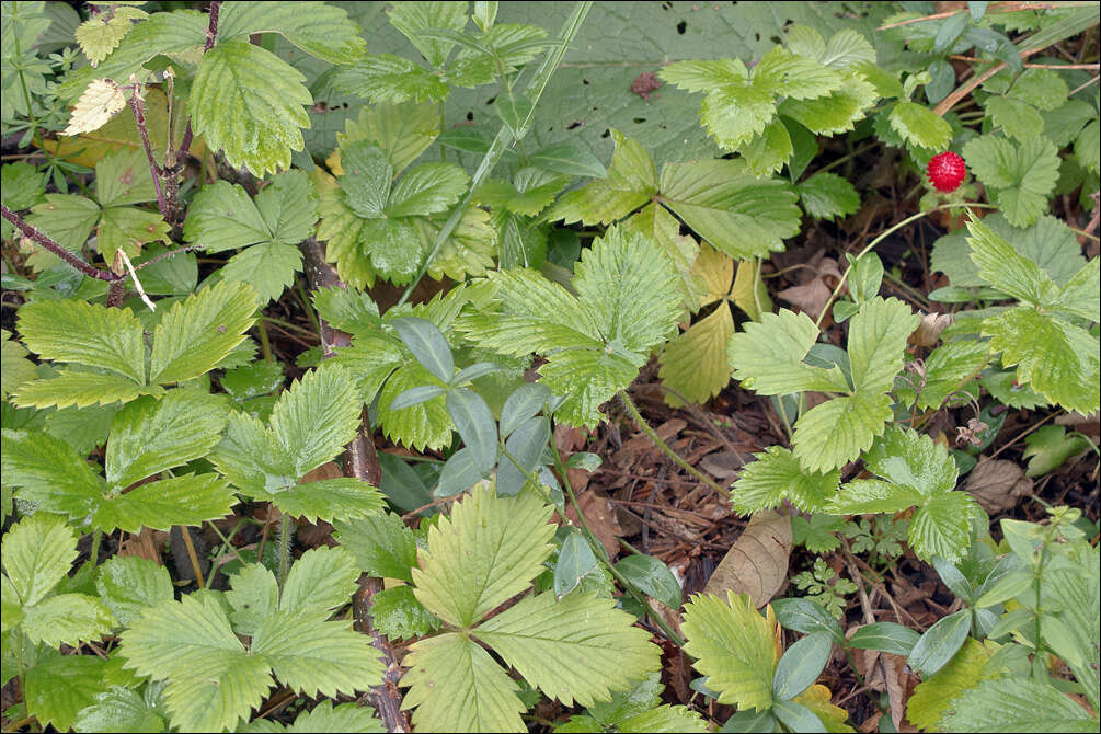 Image of cinquefoil