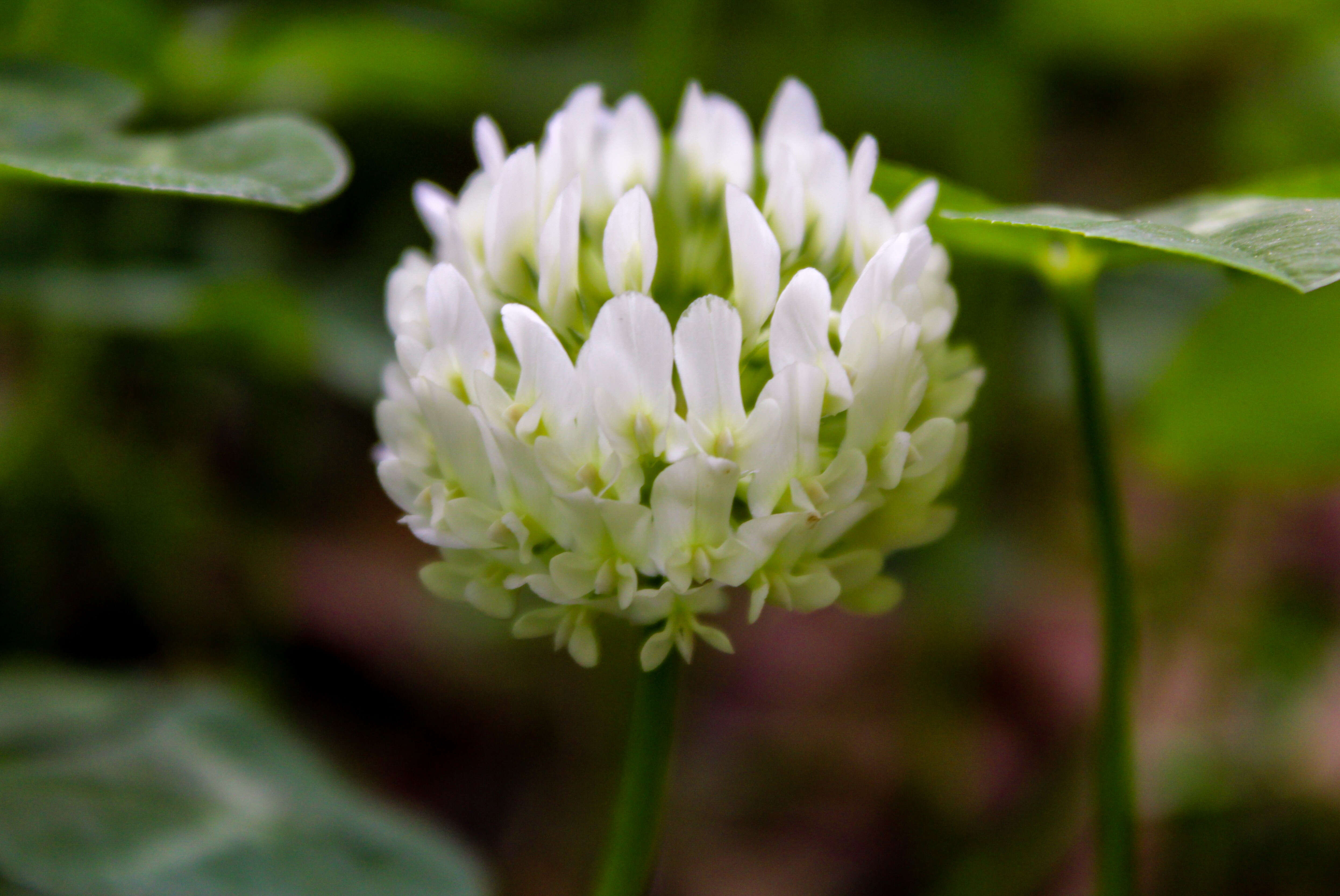 Image of clover