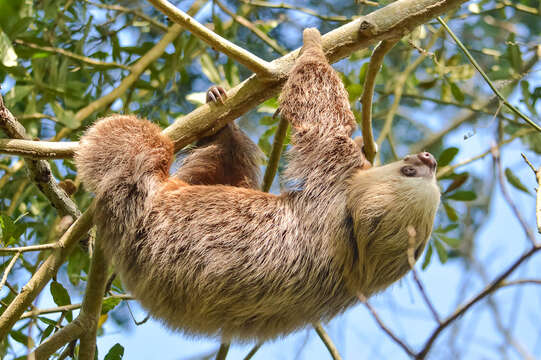 Image of two-toed sloths