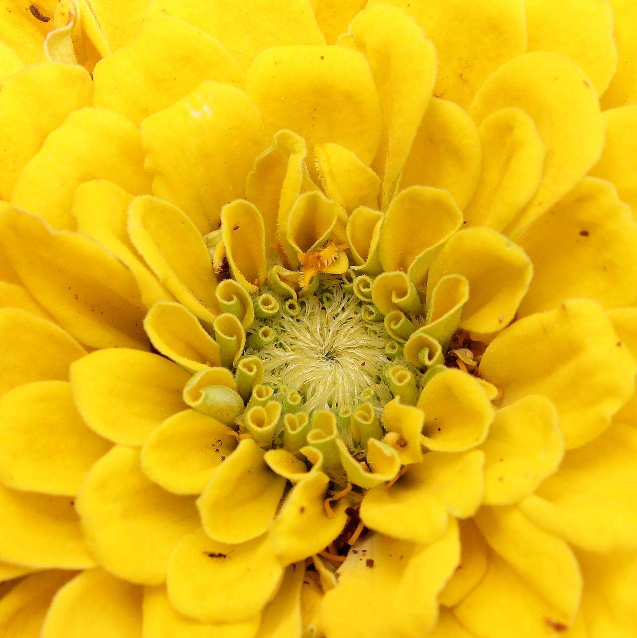 Image of Zinnia peruviana