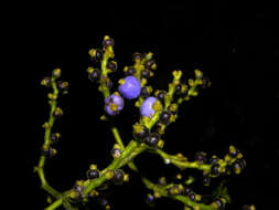 Image of Psychotria solitudinum Standl.