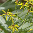 Image of Senecio ovatus subsp. ovatus