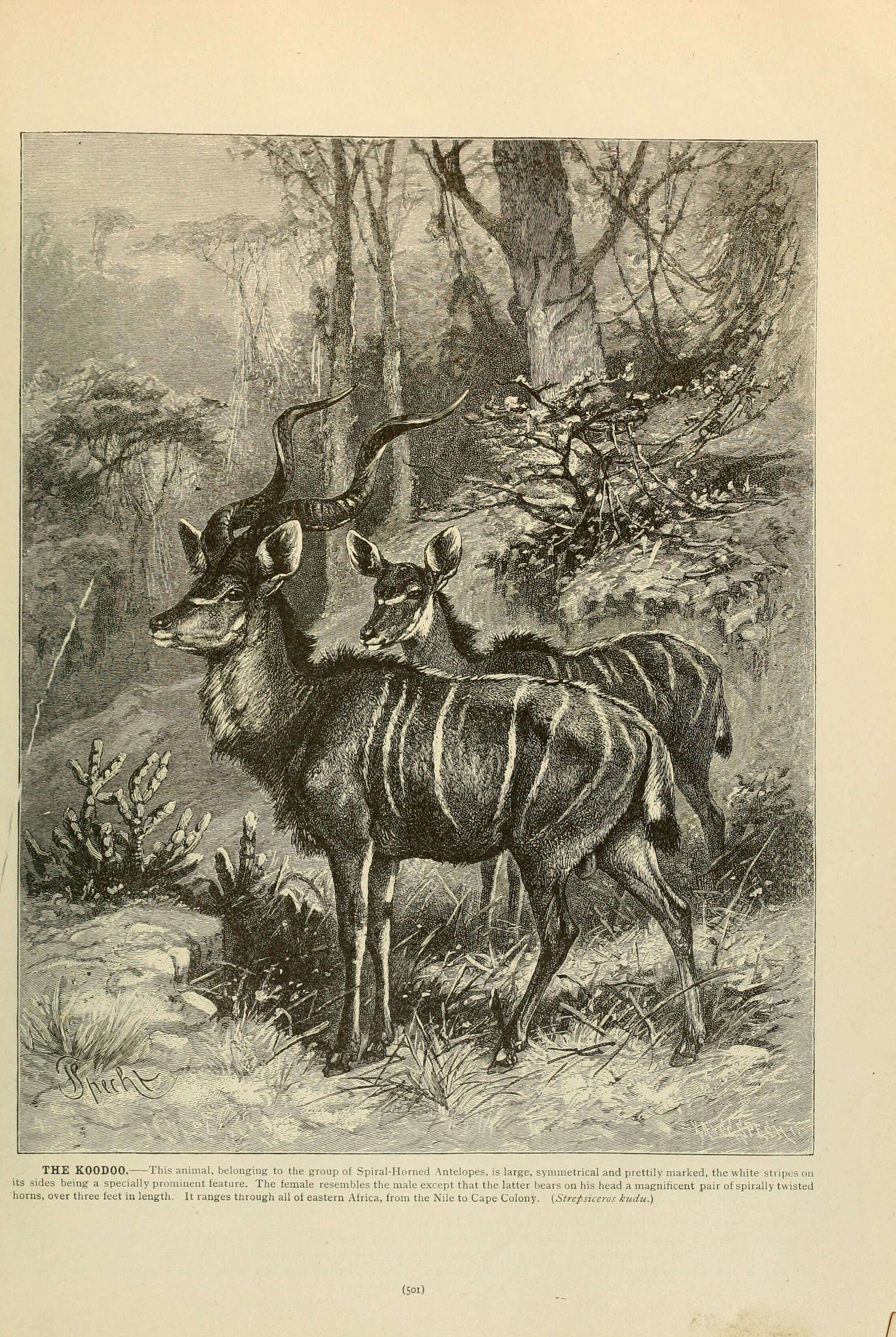 Image of Greater Kudu