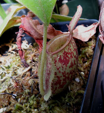 Image of Flask-Shaped Pitcher-Plant