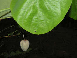 Image of Passiflora seemannii Griseb.