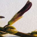 Image of Calopogonium velutinum (Benth.) Amshoff