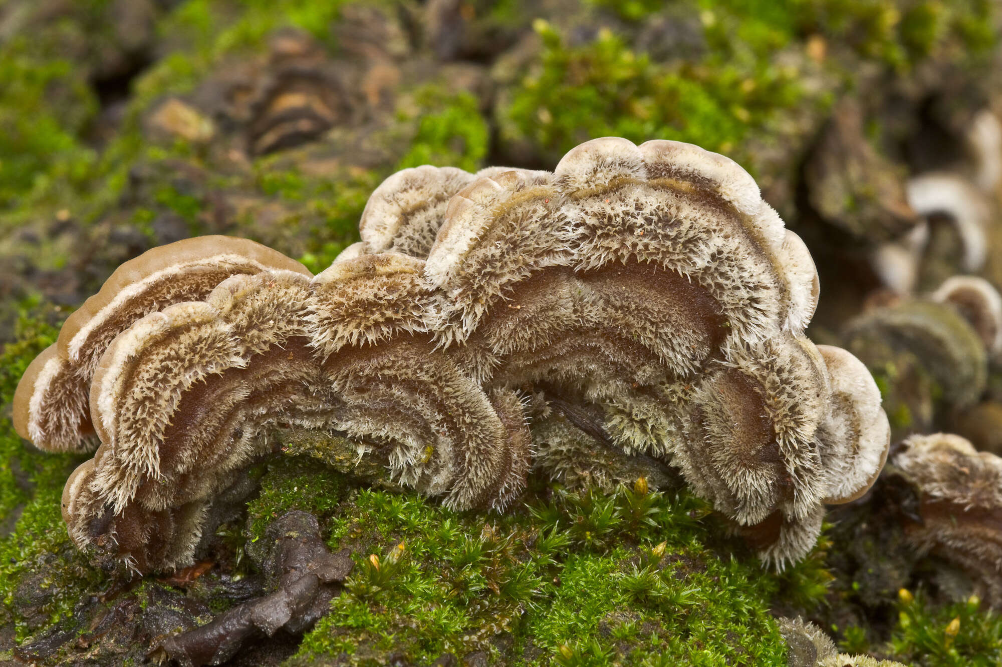 Image of Auricularia