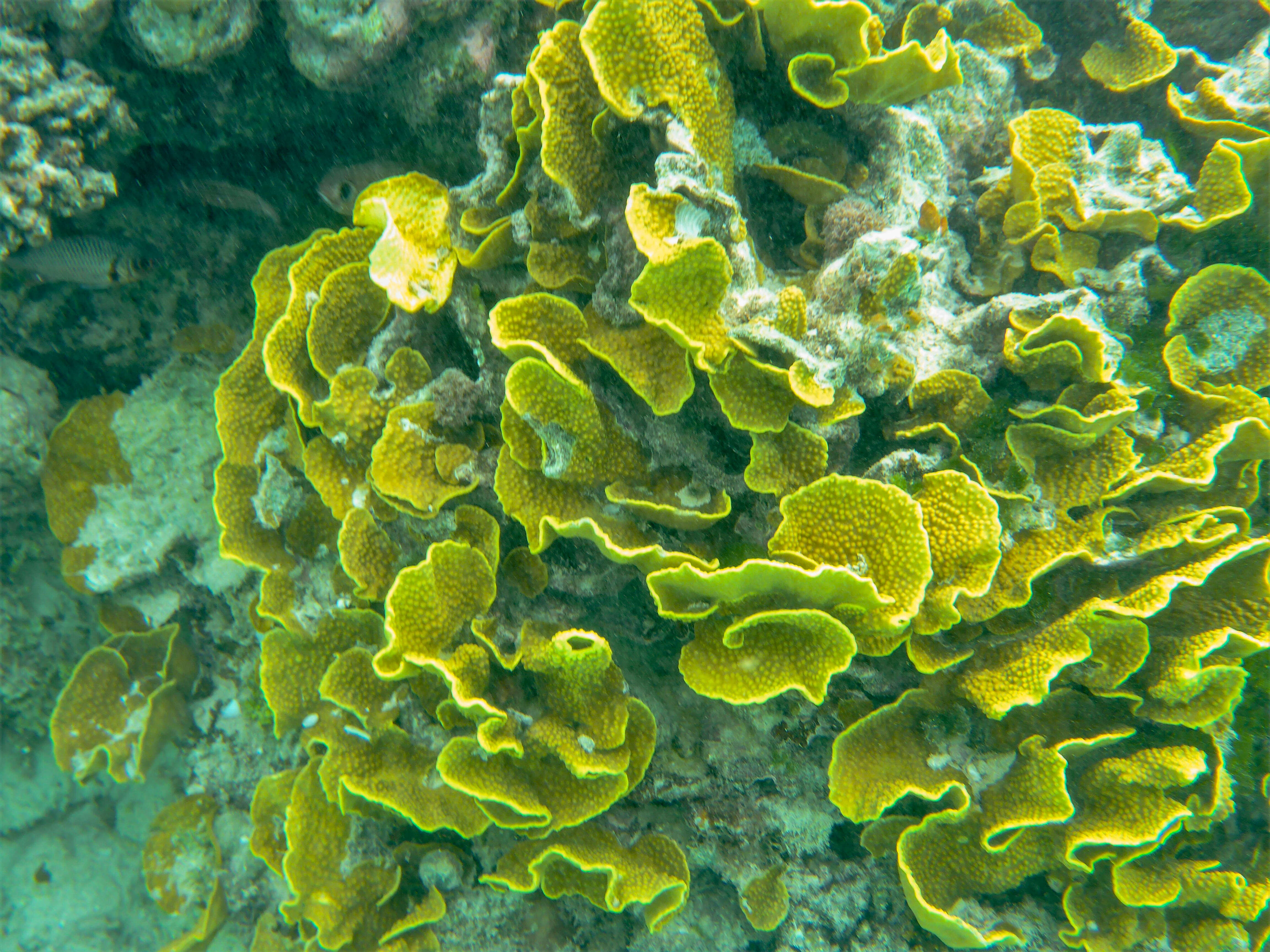 Image of Cactus Coral