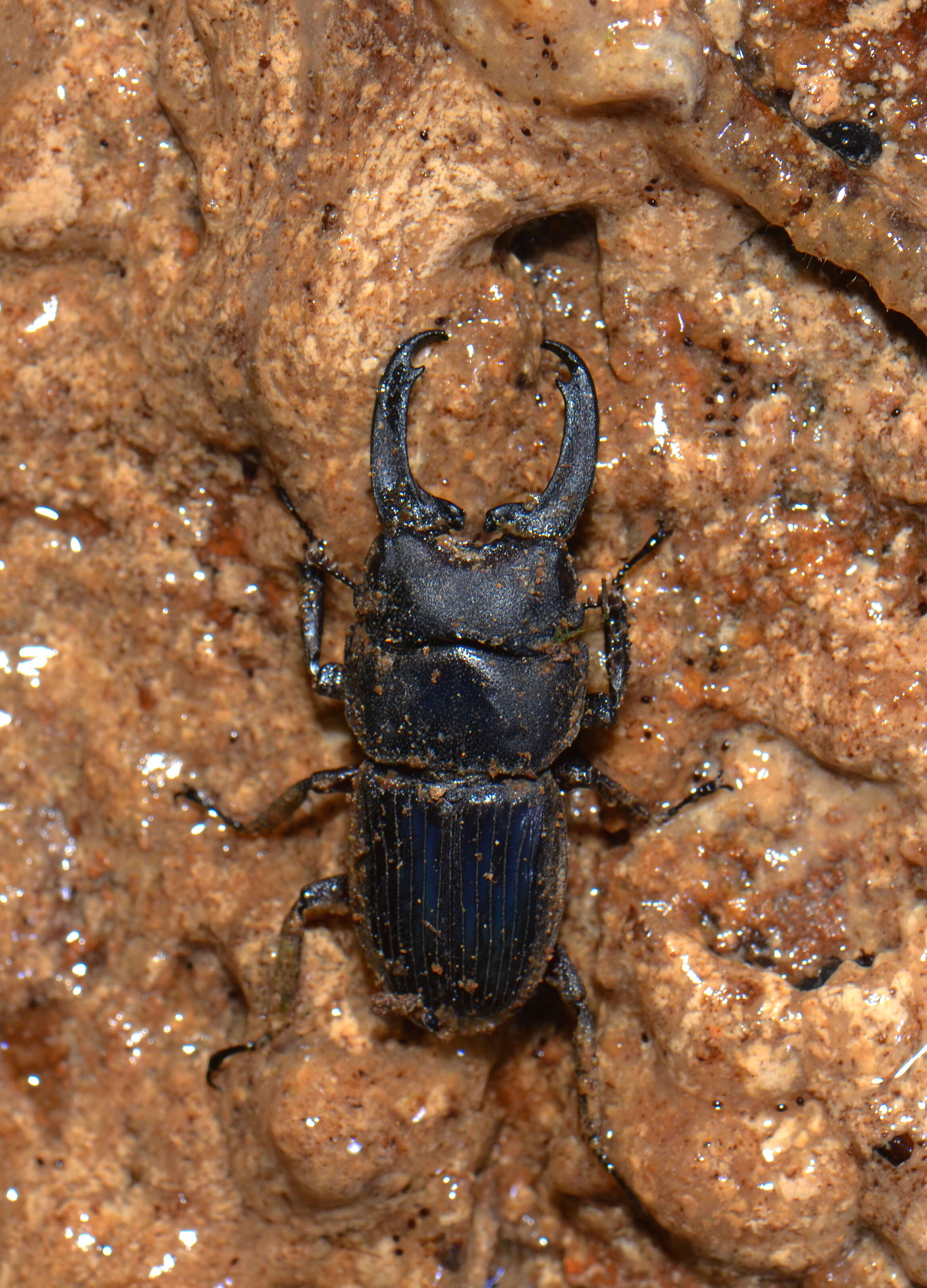 Image of Aegus impressicollis Parry 1864