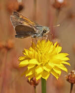 Image of Tawny-edged Skipper