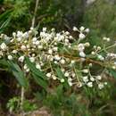 Image of Logania albiflora (Andrews & Jacks.) Druce