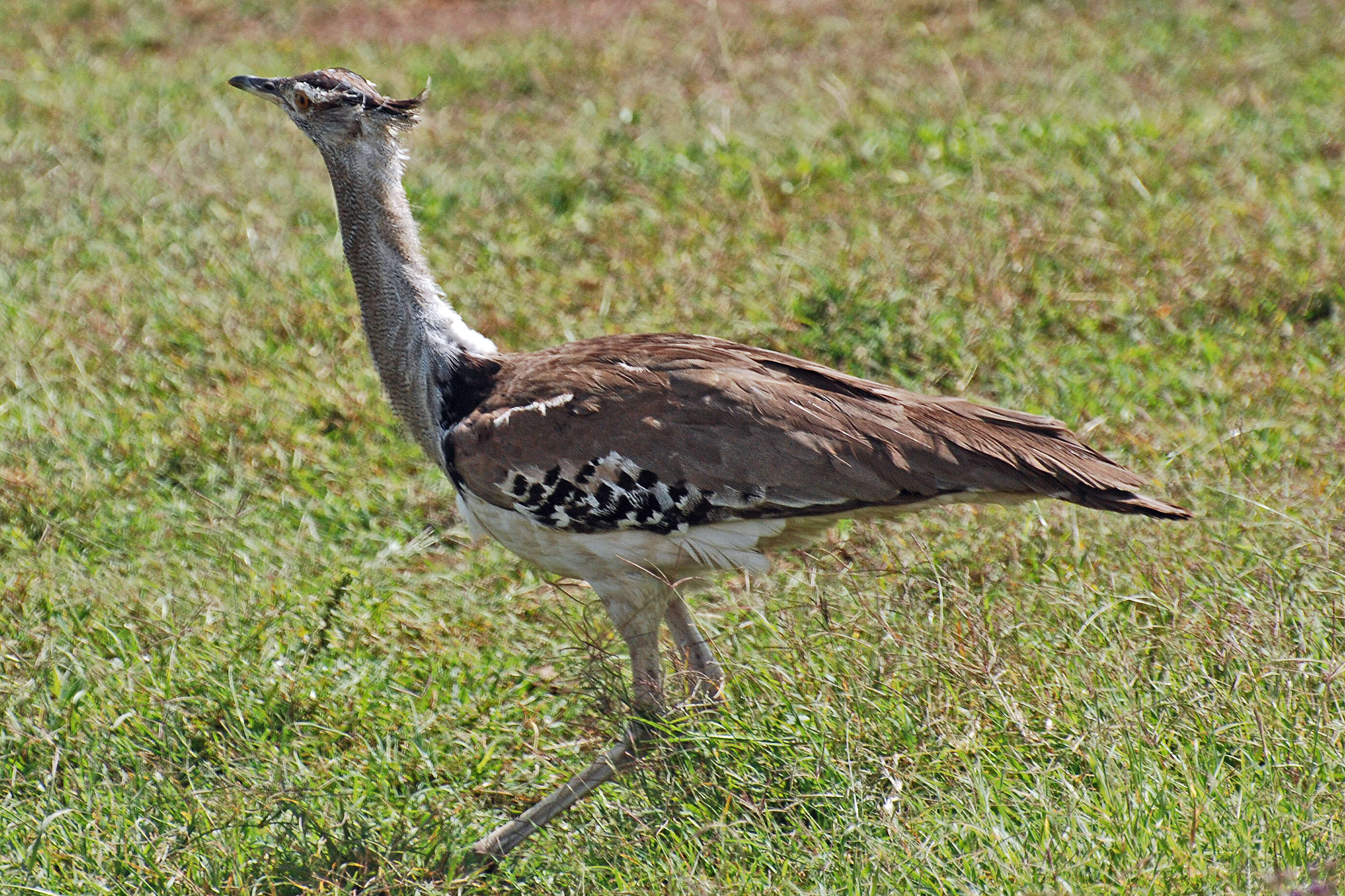 Image of Great Indian bustard