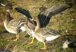 Image of Bean Goose