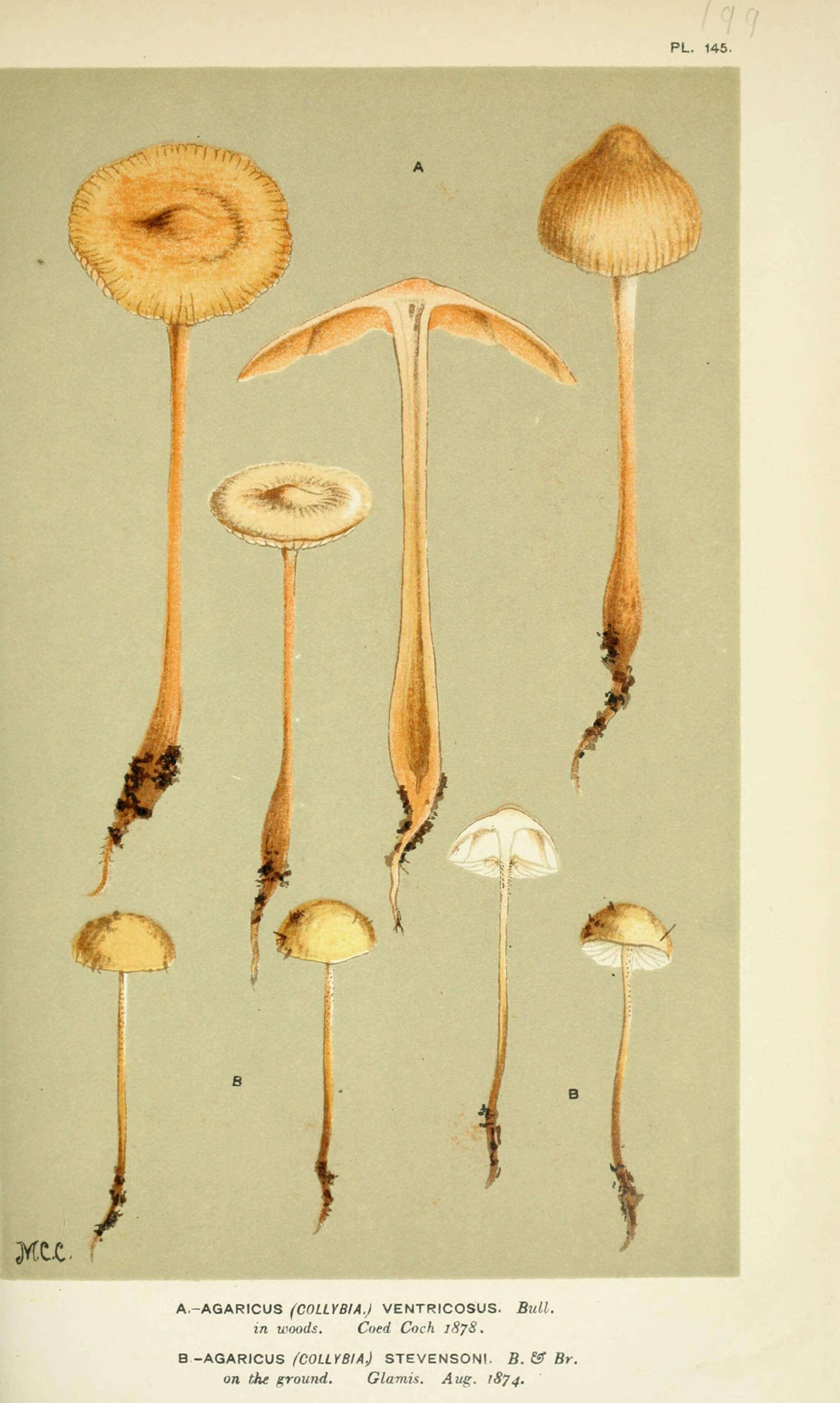 Image of Agaricus stevensonii