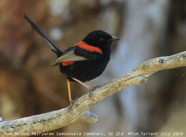 Image of fairywrens and relatives