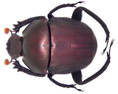 Image de Paragymnopleurus