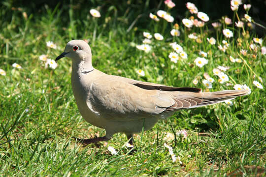 Image of Collared Dove