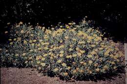 Image of Xerochrysum