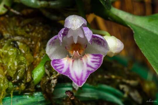 Image of Phalaenopsis appendiculata Carr