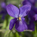 صورة Viola cucullata Ait.